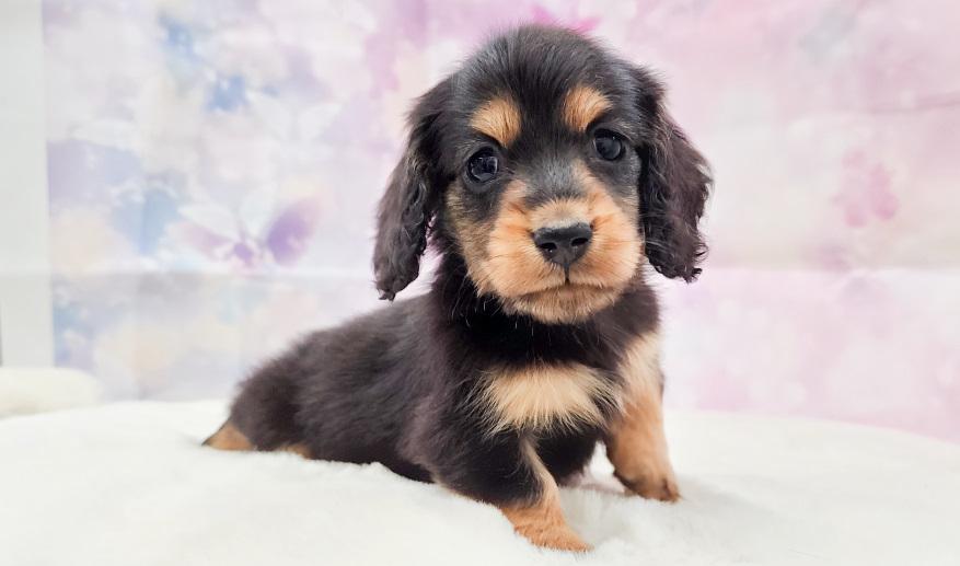 カーテシーのBT男の子④ ブラック&タン男の子