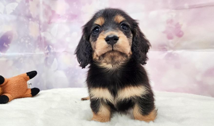 カーテシーのBT男の子④ ブラック&タン男の子