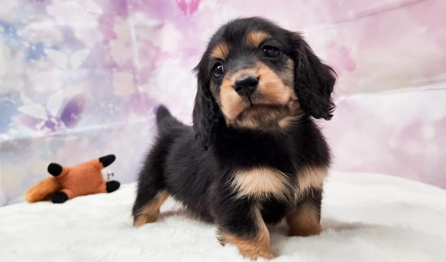 カーテシーのBT男の子④ ブラック&タン男の子