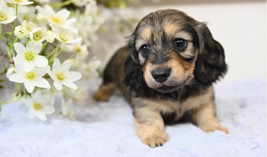 美玲のSY女の子① シェーデッド・イエロー女の子