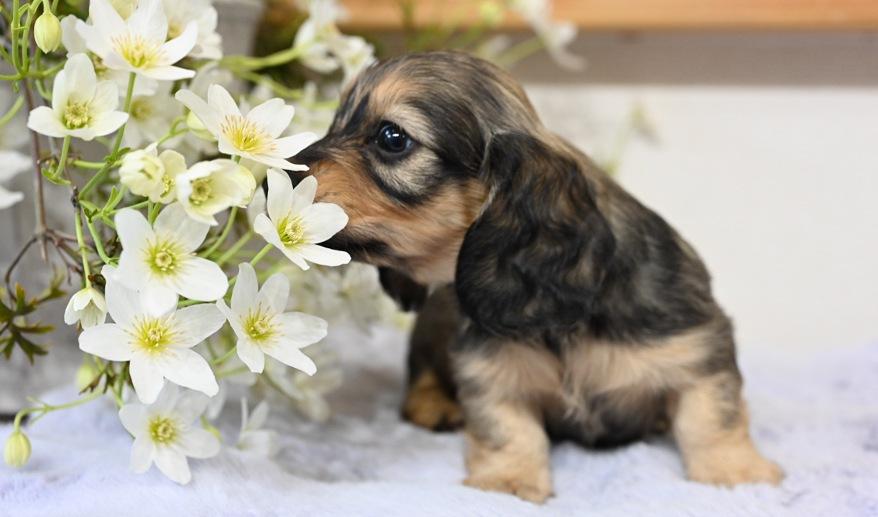 美玲のSY女の子① シェーデッド・イエロー女の子