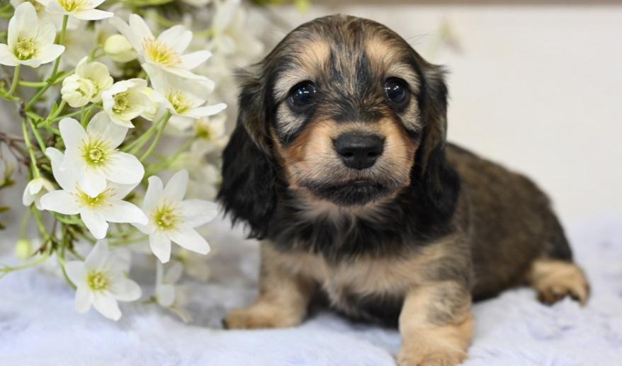 美玲のSY女の子① シェーデッド・イエロー女の子