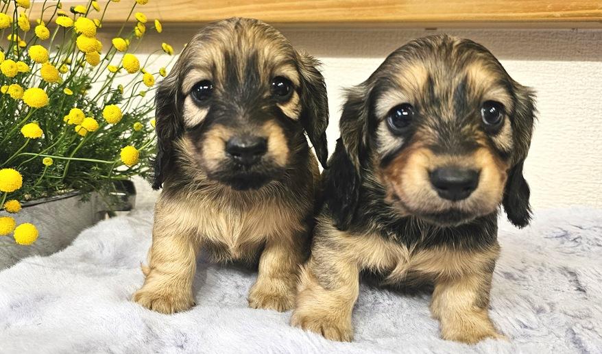 美玲のSY女の子① シェーデッド・イエロー女の子