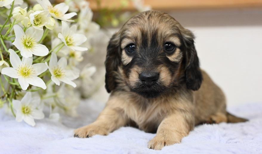 美玲のSY女の子② シェーデッド・イエロー女の子