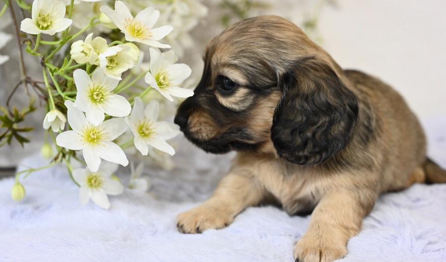 美玲のSY女の子② シェーデッド・イエロー女の子