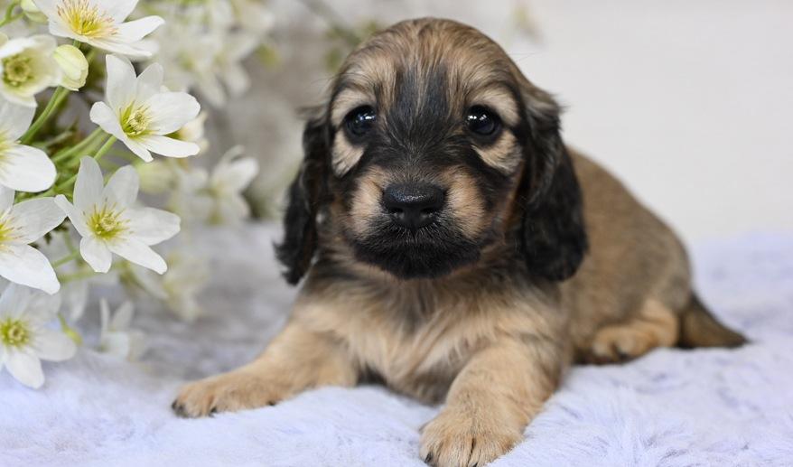 美玲のSY女の子② シェーデッド・イエロー女の子