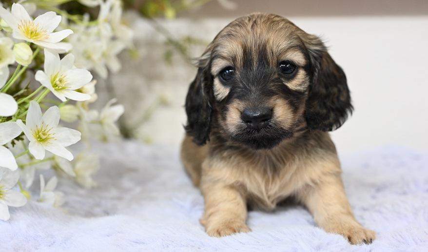 美玲のSY女の子② シェーデッド・イエロー女の子