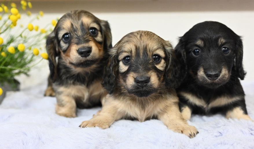 美玲のSY女の子② シェーデッド・イエロー女の子