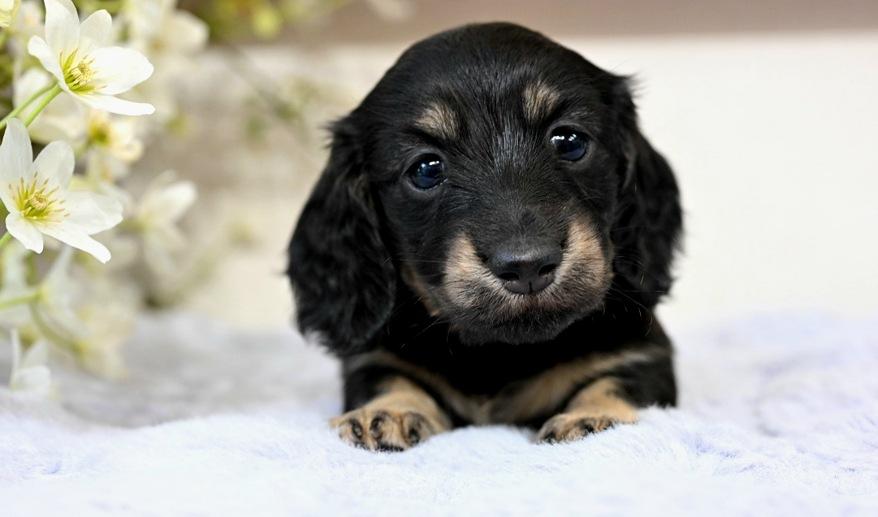 美玲のSY女の子③ ブラック＆イエロー女の子