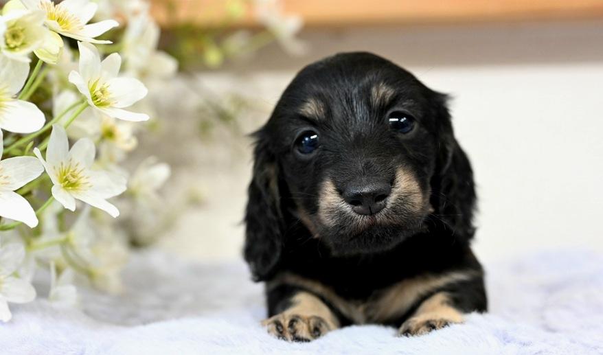 美玲のSY女の子③ ブラック＆イエロー女の子