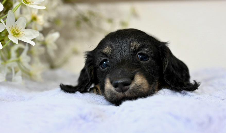 美玲のSY女の子③ ブラック＆イエロー女の子