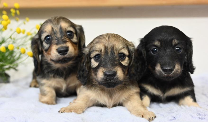 美玲のSY女の子③ ブラック＆イエロー女の子